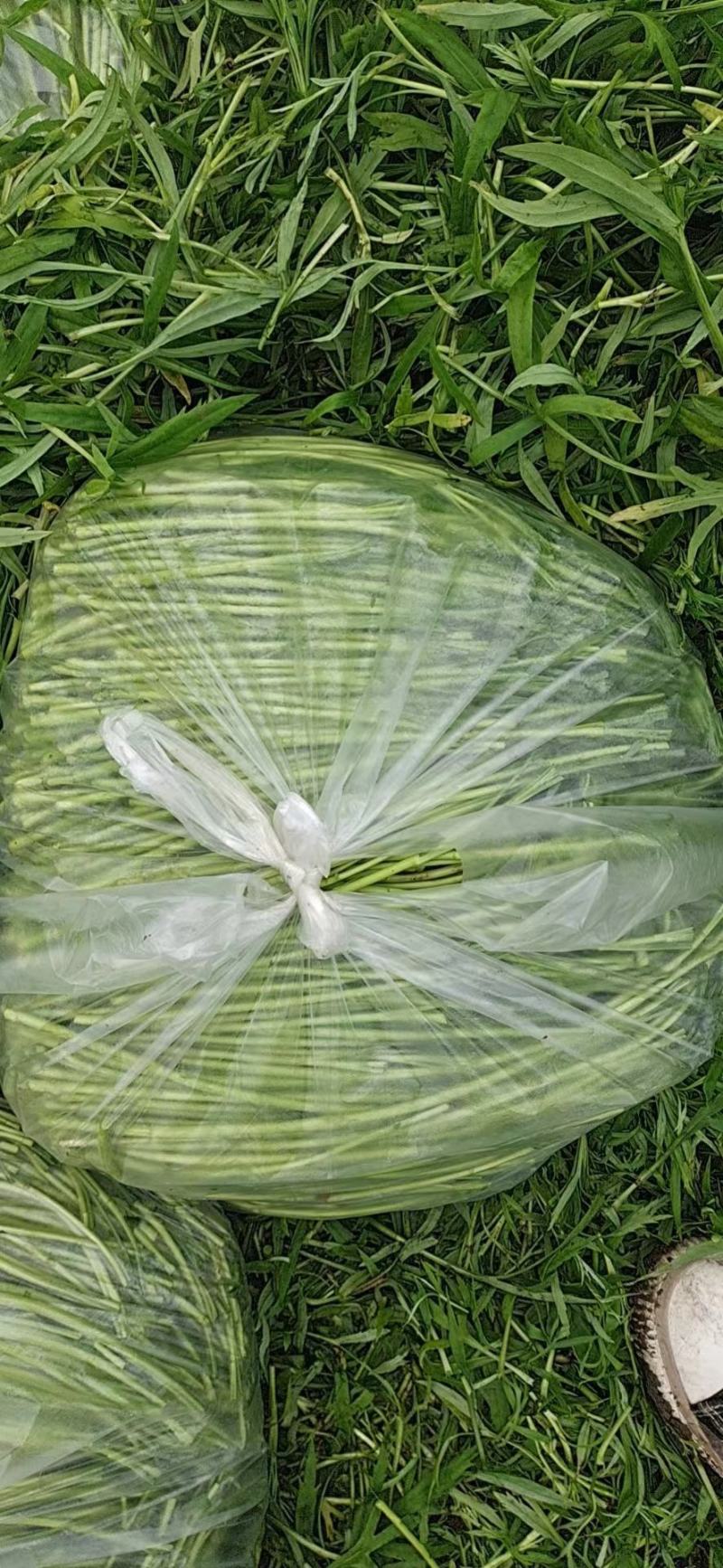 精品芦蒿上海常年供应保质保量价格便宜全国发货
