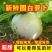 四川正宗自家菜地玉尊圆萝卜，产地发货现扒先发！！