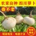 四川正宗自家菜地玉尊圆萝卜，产地发货现扒先发！！