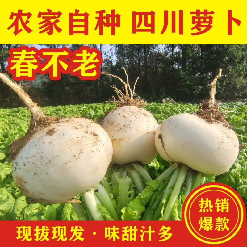 四川正宗自家菜地玉尊圆萝卜，产地发货现扒先发！！