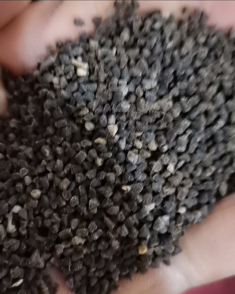 多年生大花飞燕草种子小飞燕草阳台庭院盆栽草本花卉千鸟草籽