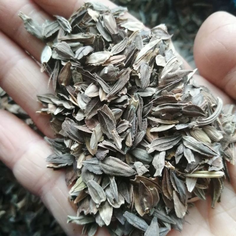 百日草花种子四季播种百日菊种子步步高籽室外庭院阳台易种活