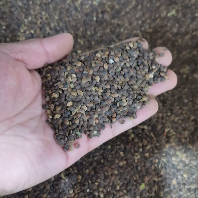 含羞草种籽害羞草感应草盆栽花阳台庭院花卉植物花卉绿植花草
