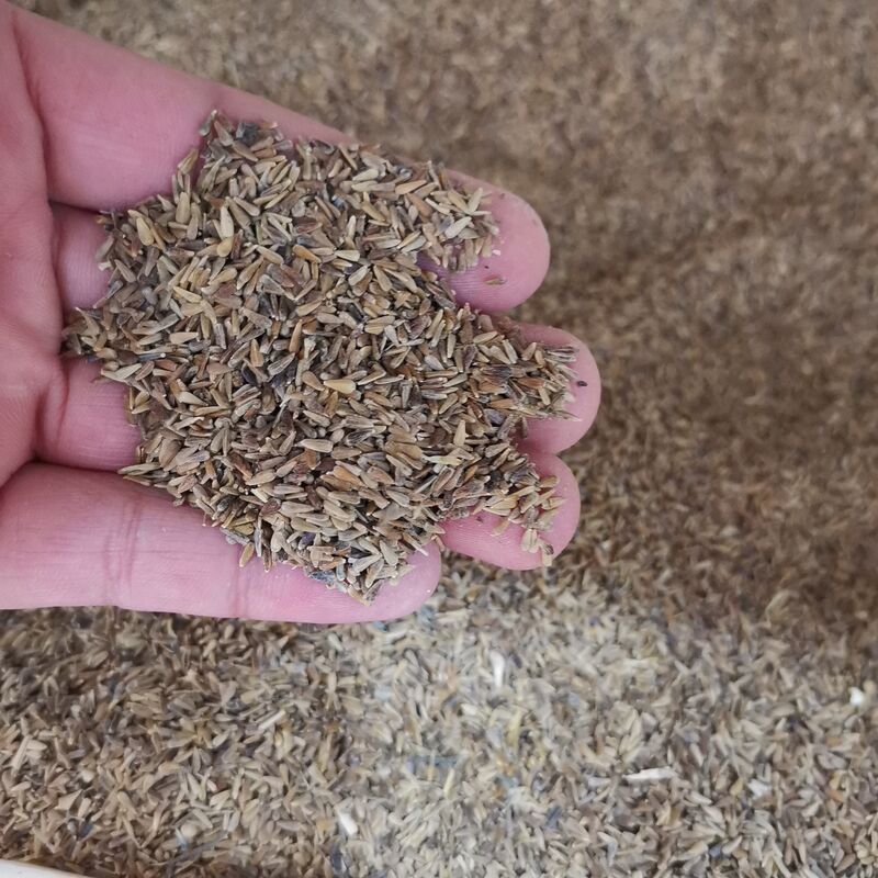 四季矮杆翠菊易种活重瓣翠菊花卉种子阳台盆栽植物开花不断花