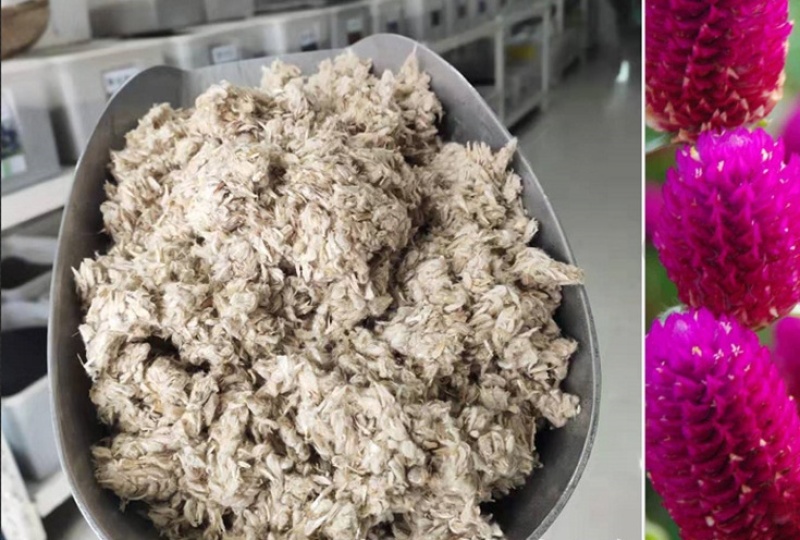 千日粉千日白千日紫千日红种子耐旱四季花种子庭院易种花籽花