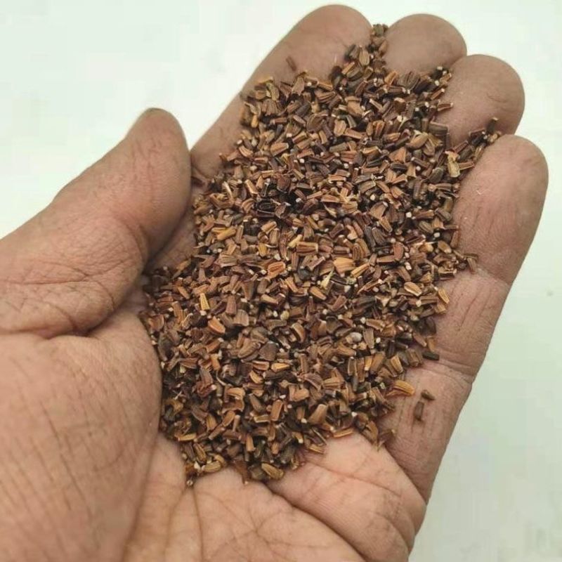 茼蒿菊种子多年生宿根花草种子景观花海易种