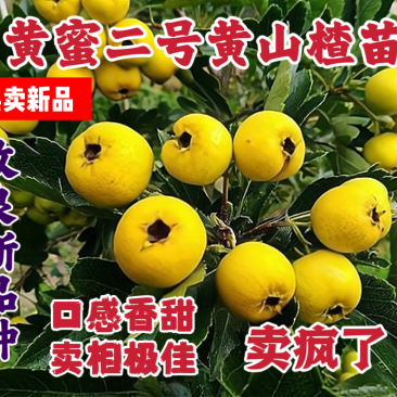 新品种黄蜜二号黄山楂苗果个大纯甜无酸耐寒品种