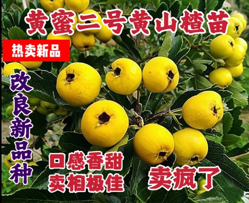 新品种黄蜜二号黄山楂苗果个大纯甜无酸耐寒品种