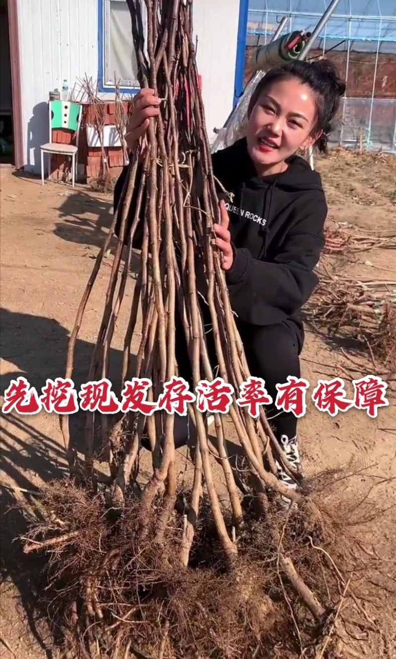 新品种黄蜜二号黄山楂苗果个大纯甜无酸耐寒品种