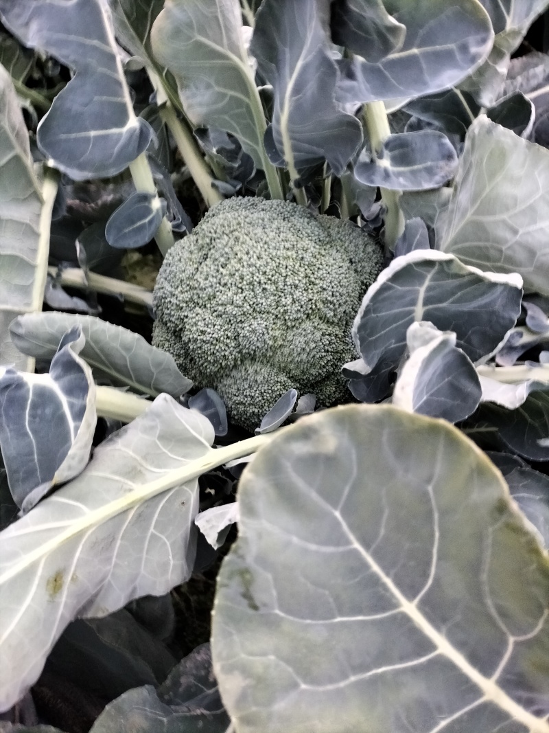 新鲜西兰花上市