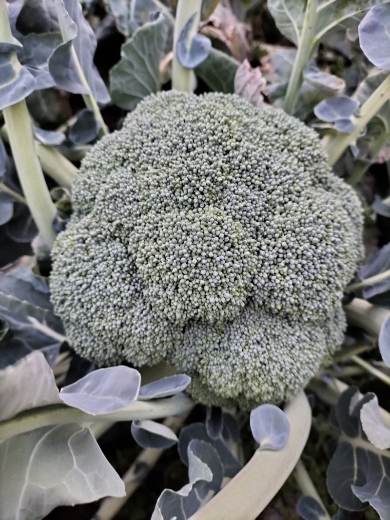新鲜西兰花上市