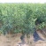 新品种黄蜜二号黄山楂苗果个大纯甜无酸耐寒品种