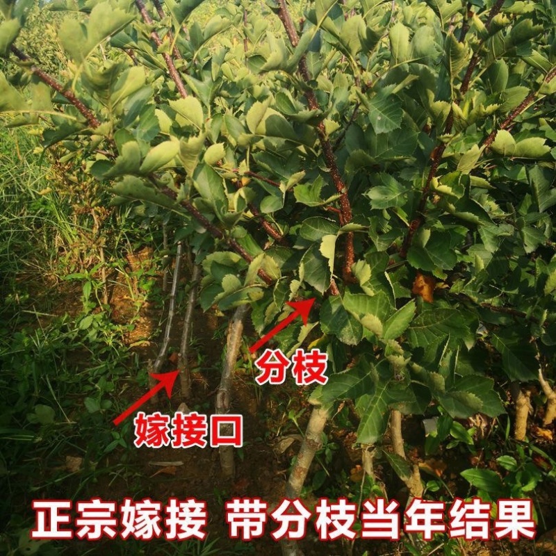 新品种黄蜜二号黄山楂苗果个大纯甜无酸耐寒品种