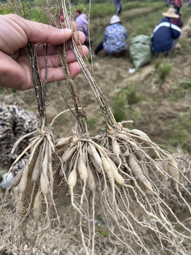 基地大天冬苗，包成活，技术全面指导，全年包回收