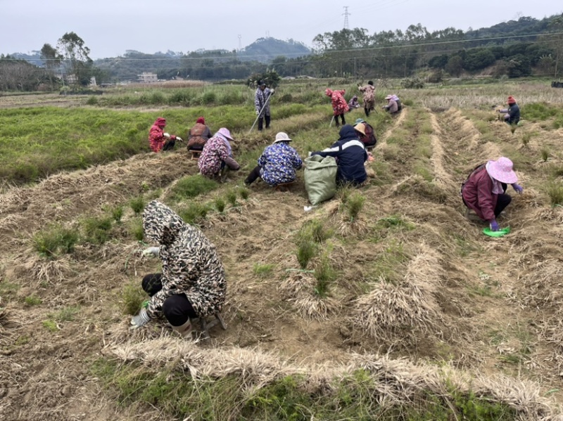基地大天冬苗，包成活，技术全面指导，全年包回收