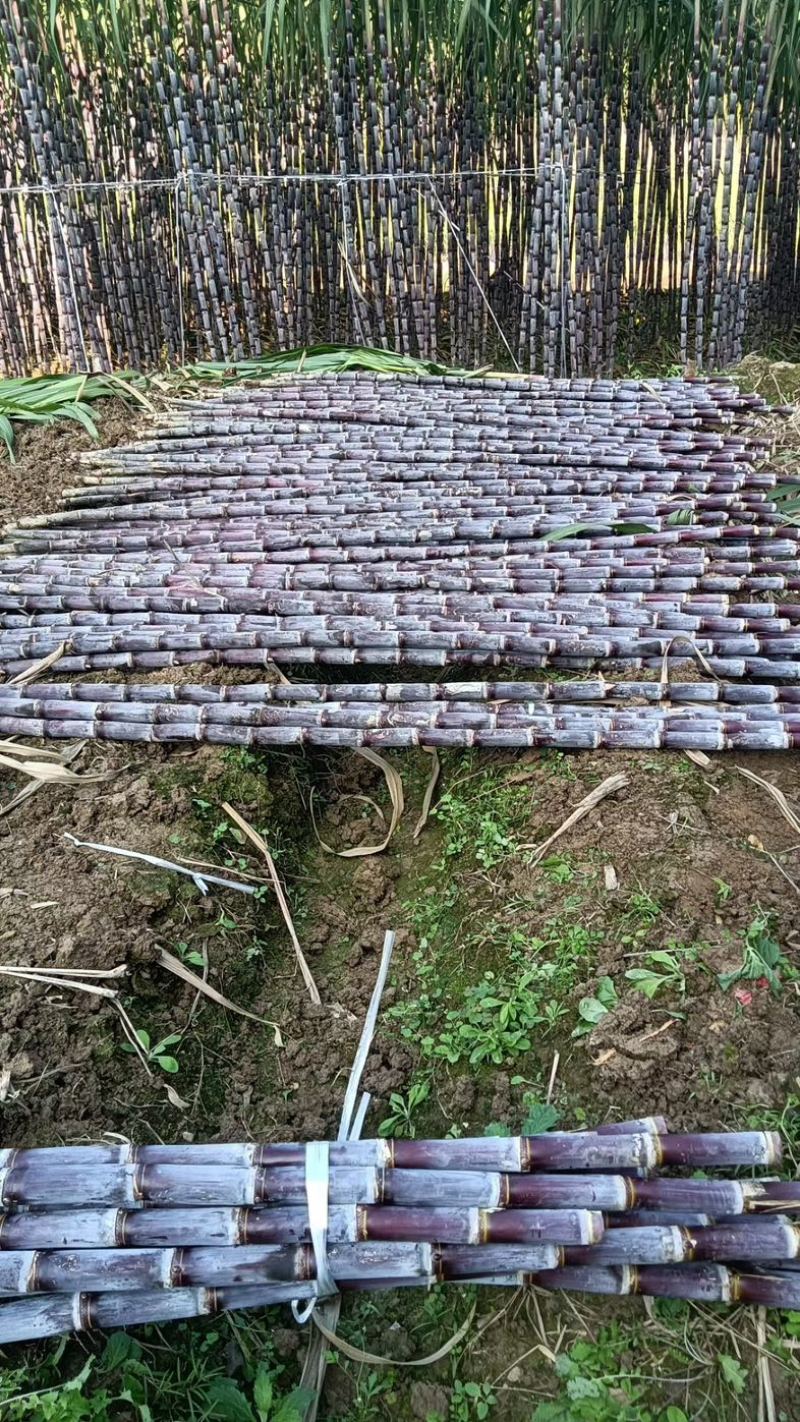 广西黑皮甘蔗贵州紫皮甘蔗电商甘蔗供货稳定6年专业甘蔗