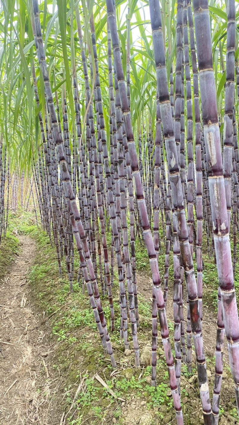广西黑皮甘蔗贵州紫皮甘蔗电商甘蔗供货稳定6年专业甘蔗