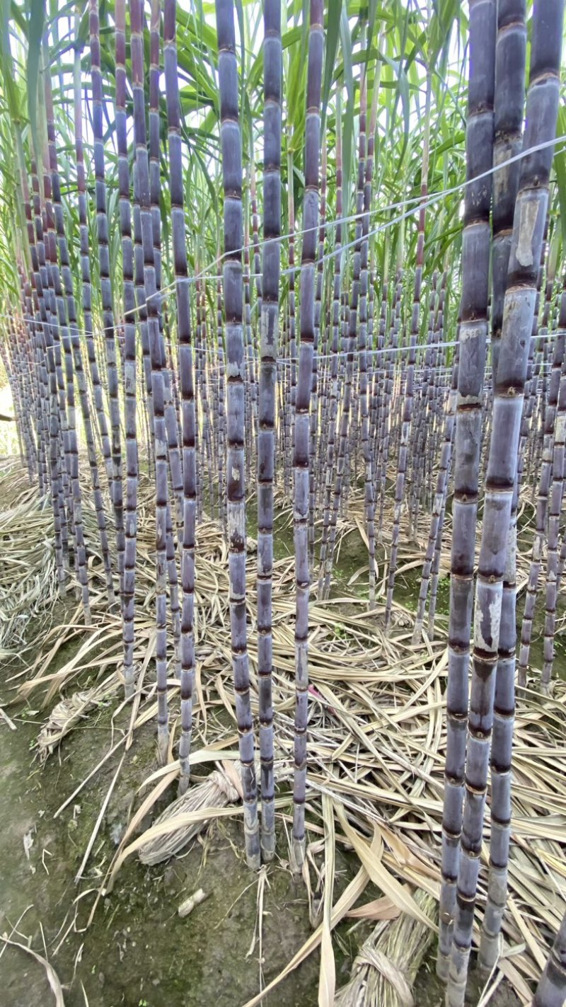 广西黑皮甘蔗贵州紫皮甘蔗电商甘蔗供货稳定6年专业甘蔗