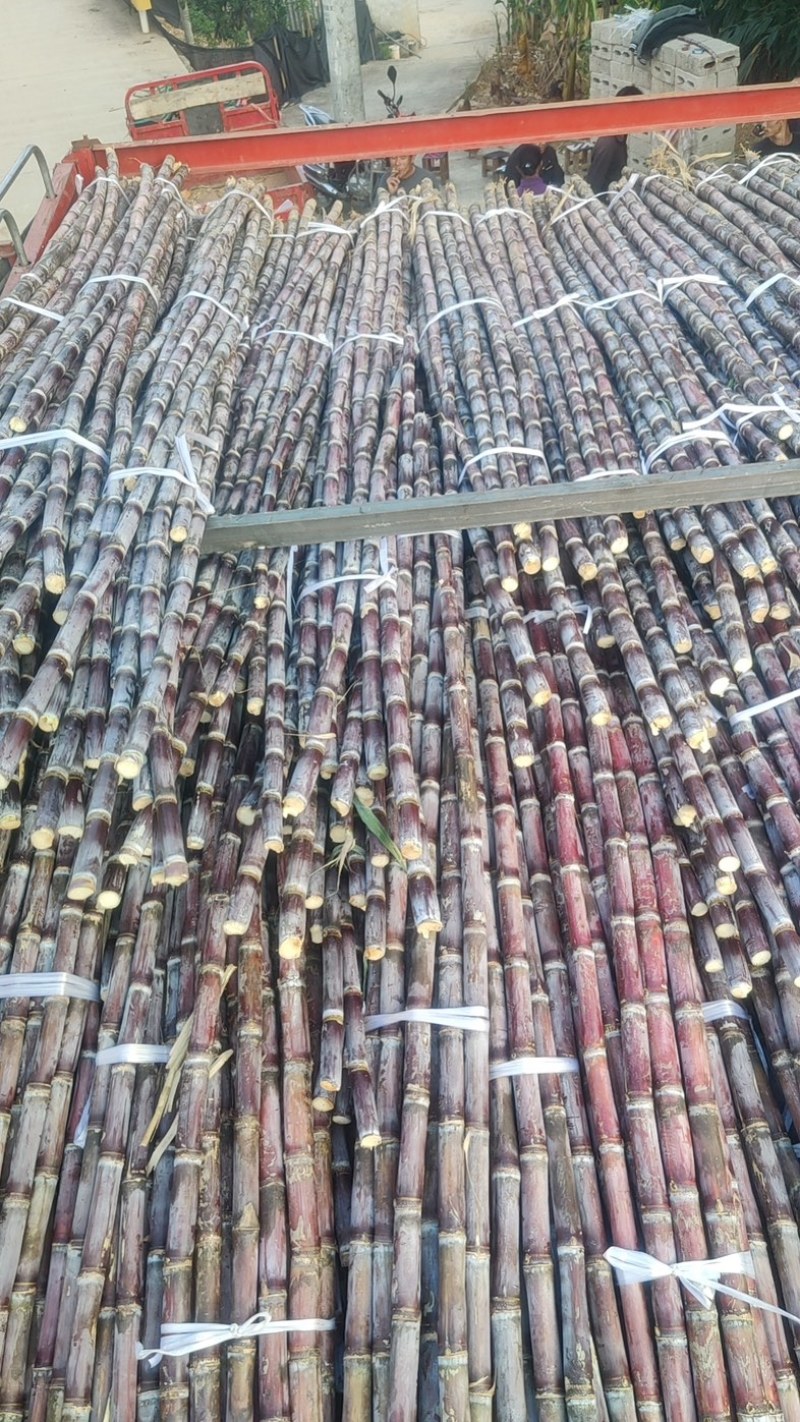 广西黑皮甘蔗贵州紫皮甘蔗电商甘蔗供货稳定6年专业甘蔗