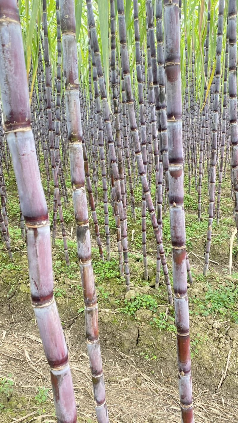广西黑皮甘蔗贵州紫皮甘蔗电商甘蔗供货稳定6年专业甘蔗