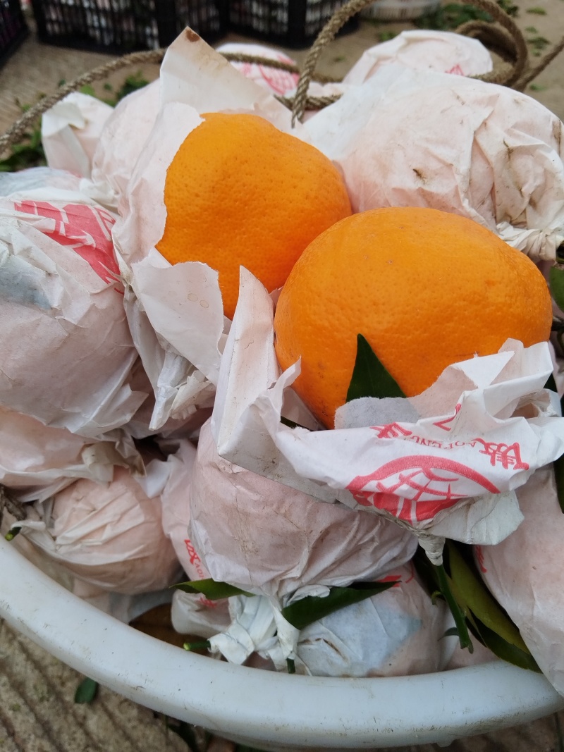 彭山区黄丰镇自然熟耙耙柑己经成熟有需要的联系