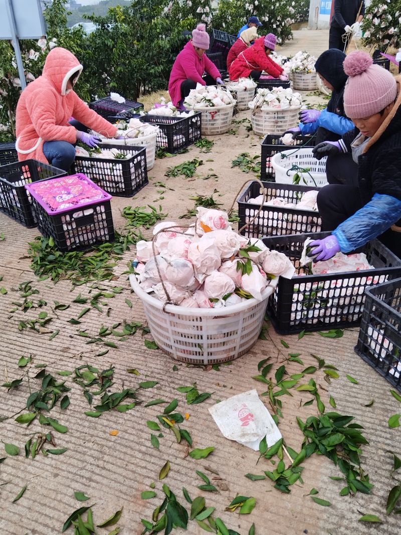 彭山区黄丰镇自然熟耙耙柑己经成熟有需要的联系