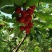 樱桃苗南方北方车厘子苗科南自花矮化大樱桃苗