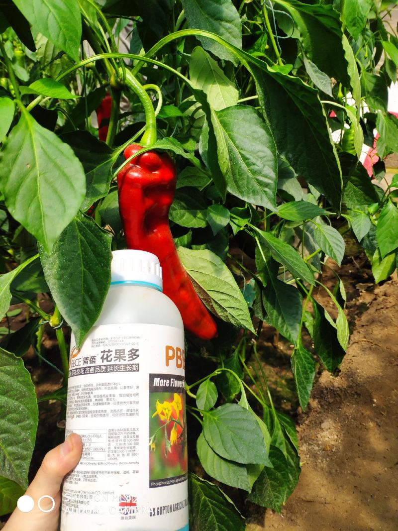 进口高磷高钾叶面肥花果多水溶肥花芽分化膨果增甜上色功能肥