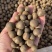 茶籽，茶种，茶叶种子，茶果，茶子，种植绿茶喝信阳毛尖