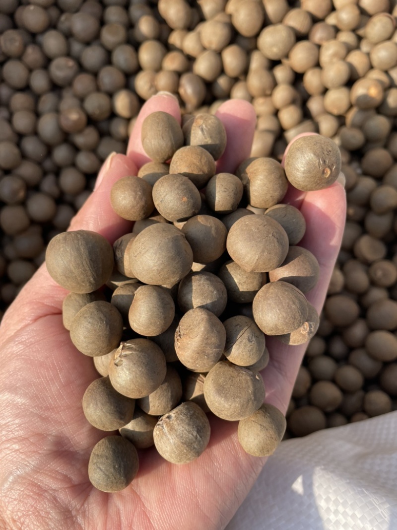 茶籽，茶种，茶叶种子，茶果，茶子，种植绿茶喝信阳毛尖