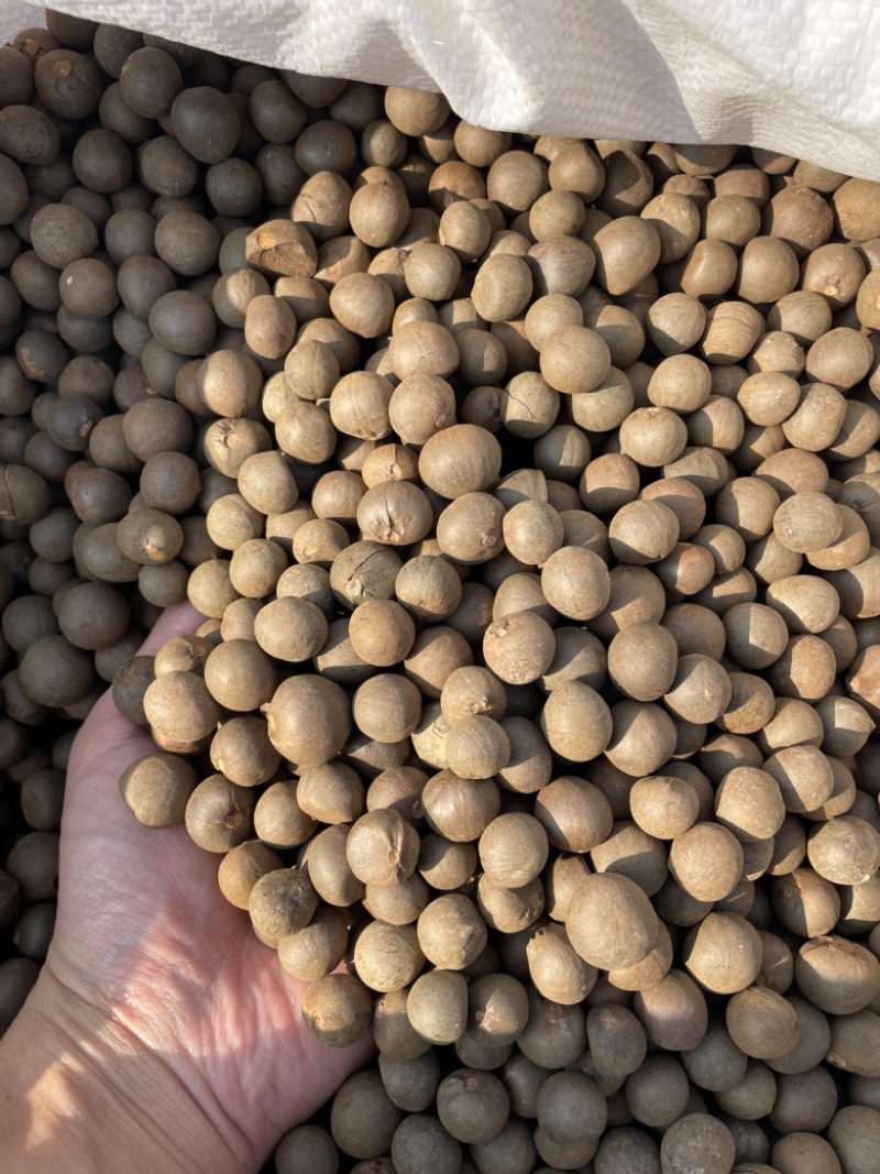 茶籽，茶种，茶叶种子，茶果，茶子，种植绿茶喝信阳毛尖