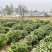 茶籽，茶种，茶叶种子，茶果，茶子，种植绿茶喝信阳毛尖