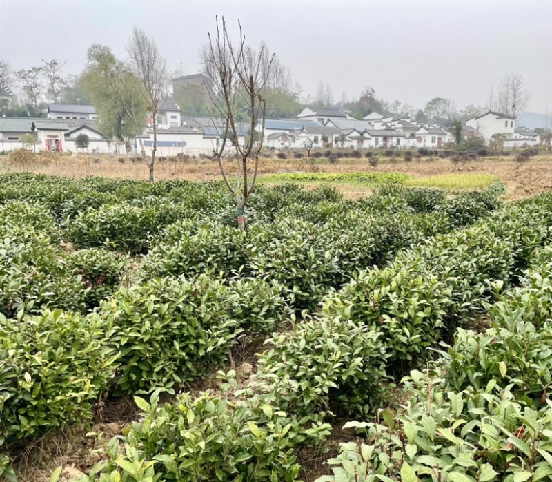 茶籽，茶种，茶叶种子，茶果，茶子，种植绿茶喝信阳毛尖
