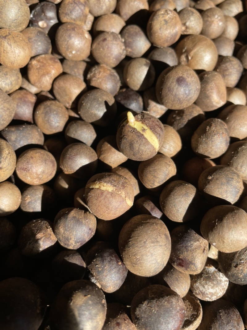 茶籽，茶种，茶叶种子，茶果，茶子，种植绿茶喝信阳毛尖
