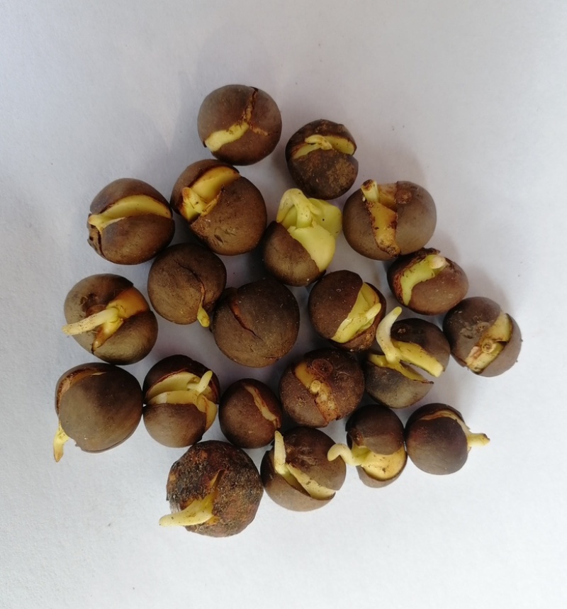 茶籽，茶种，茶叶种子，茶果，茶子，种植绿茶喝信阳毛尖