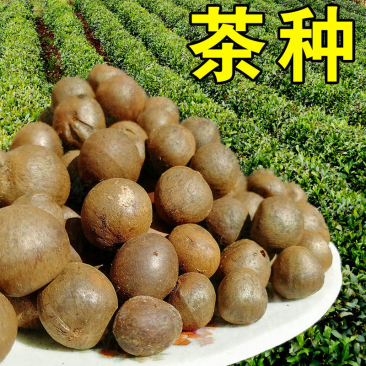 茶籽，茶种，茶叶种子，茶果，茶子，种植绿茶喝信阳毛尖