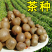 茶籽，茶种，茶叶种子，茶果，茶子，种植绿茶喝信阳毛尖