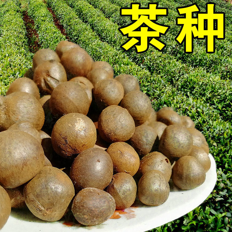 茶籽，茶种，茶叶种子，茶果，茶子，种植绿茶喝信阳毛尖