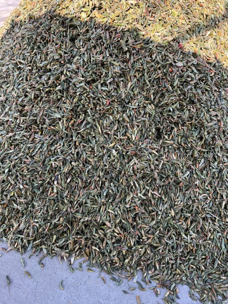 河南临颍干辣椒，纯青辣椒做黑胡椒粉专用，货源充足。