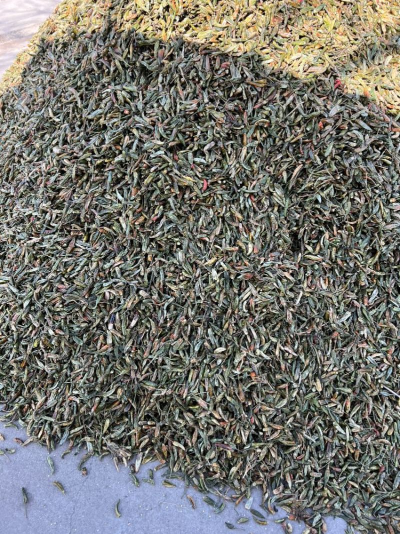 河南临颍干辣椒，纯青辣椒做黑胡椒粉专用，货源充足。