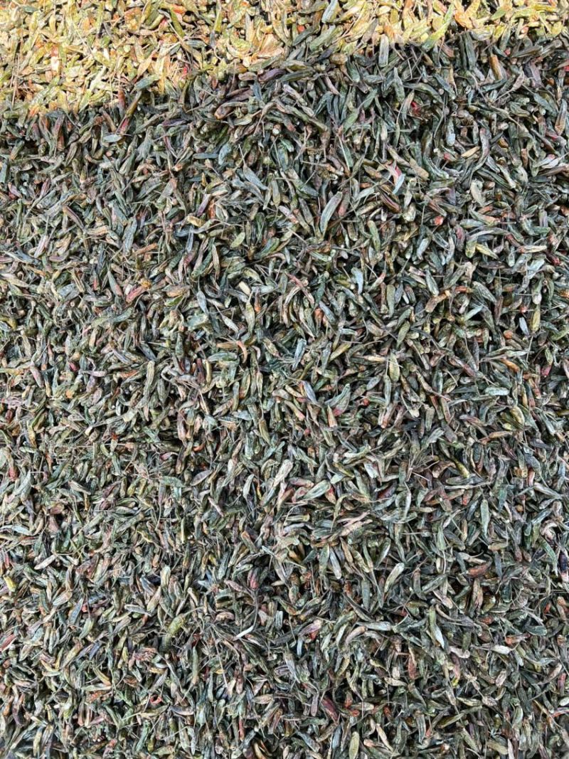 河南临颍干辣椒，纯青辣椒做黑胡椒粉专用，货源充足。