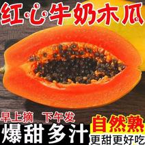 【爆甜】云南红心木瓜新鲜水果批发价下奶冰糖心木瓜