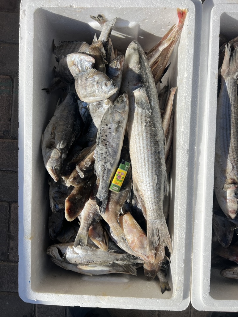 小渔船，海鱼，现货