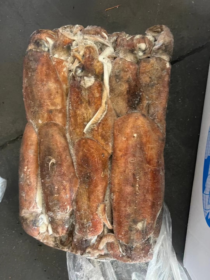 软目拖网软目船冻软目鱿母鱿猛300g以上
