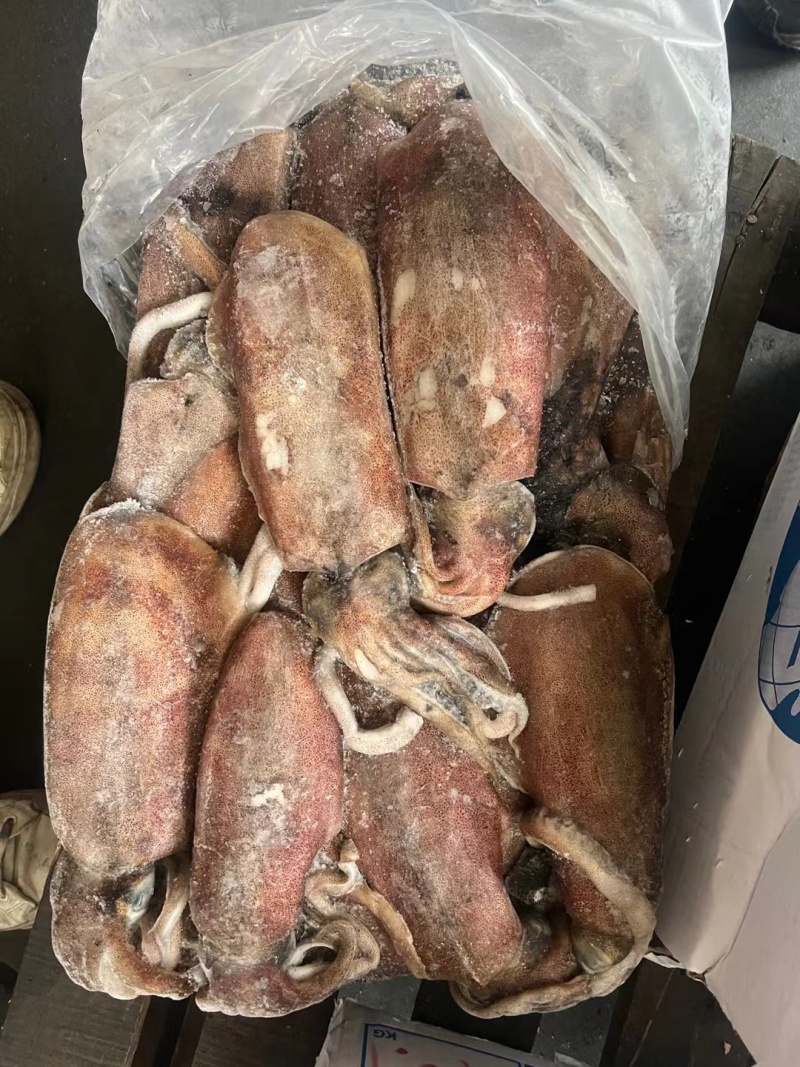 软目拖网软目船冻软目鱿母鱿猛300g以上