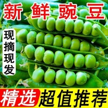 【当日采摘】正宗云南新鲜豌豆带壳青豌豆荚蔬菜整箱批发