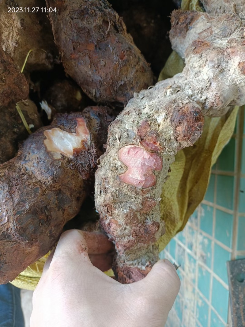 【推荐】云南越南边境土茯苓(野生大块，味道甘甜)