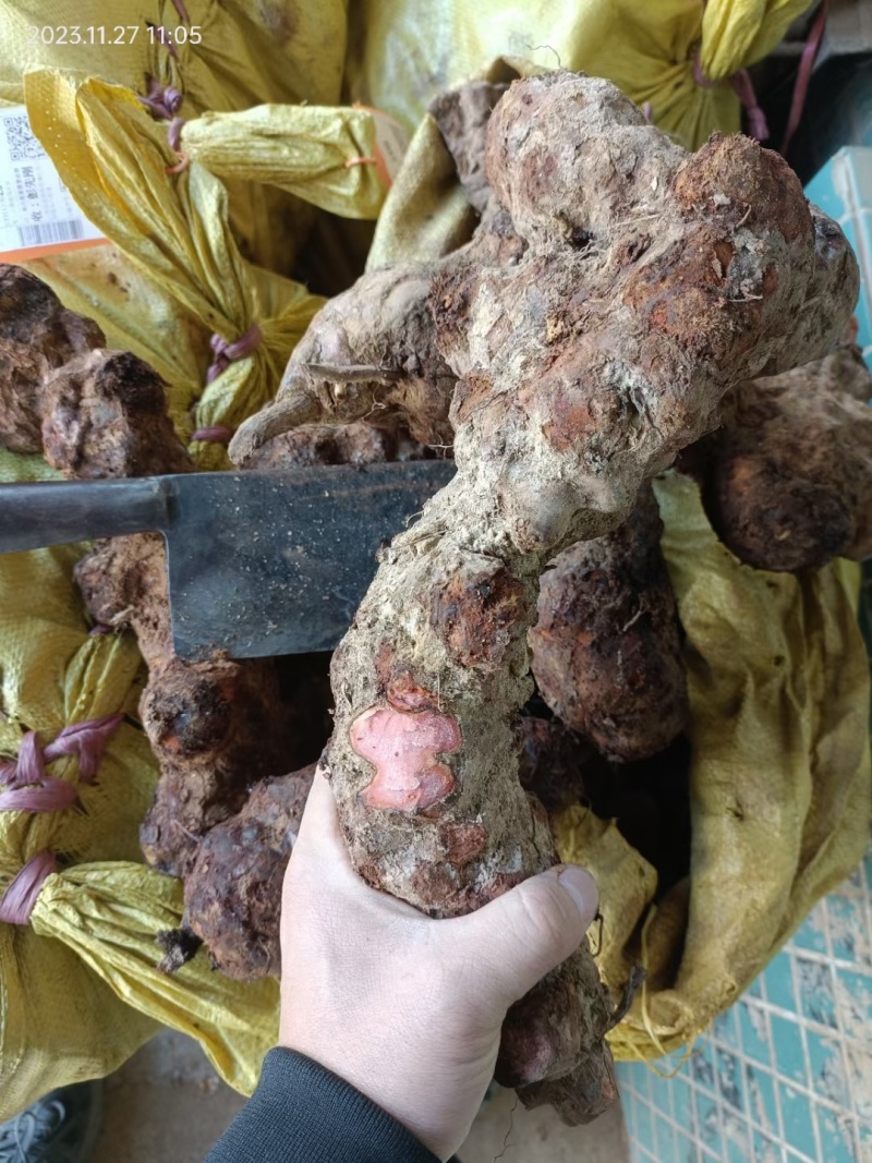 【推荐】云南越南边境土茯苓(野生大块，味道甘甜)