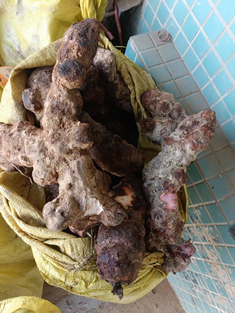 【推荐】云南越南边境土茯苓(野生大块，味道甘甜)
