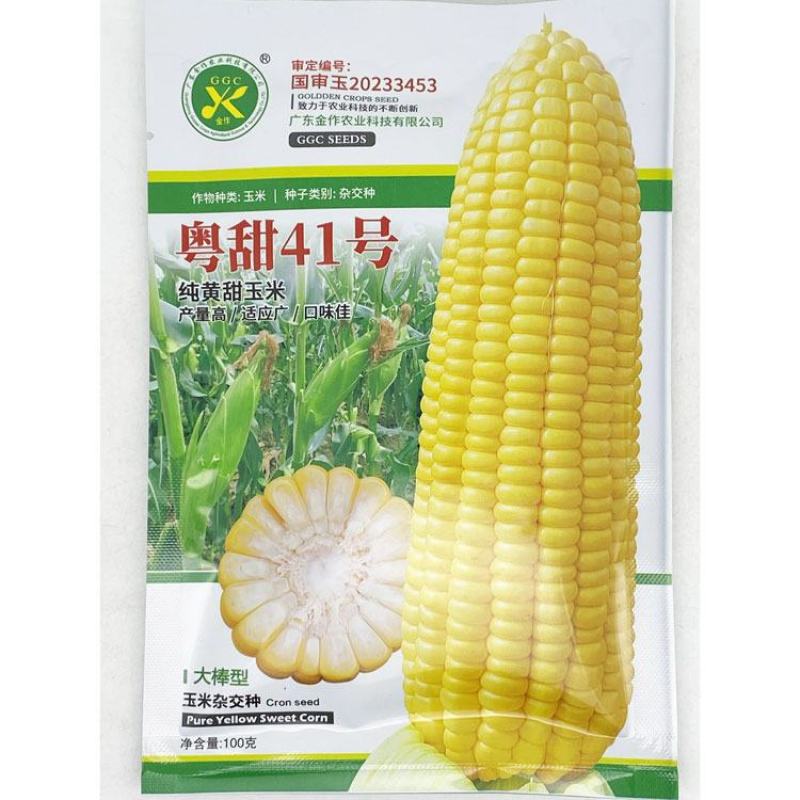 粤甜41黄甜水果玉米种子薄皮脆甜国审黄甜玉米种原装发货